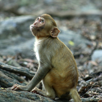 juvenile rhesus monkey gazing upwards