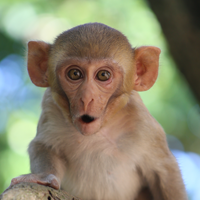 an infant rhesus monkey