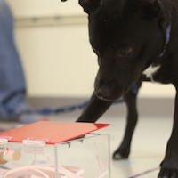 a dog attempting to solve a puzzlebox